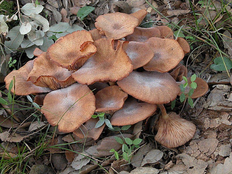 Alcuni ritrovamenti decembrini